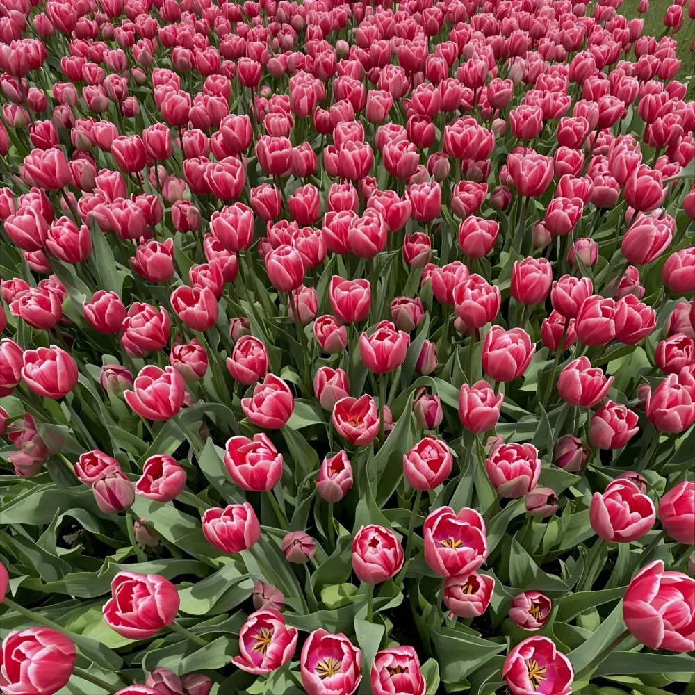 🌷 Tulip Puns for Instagram Captions