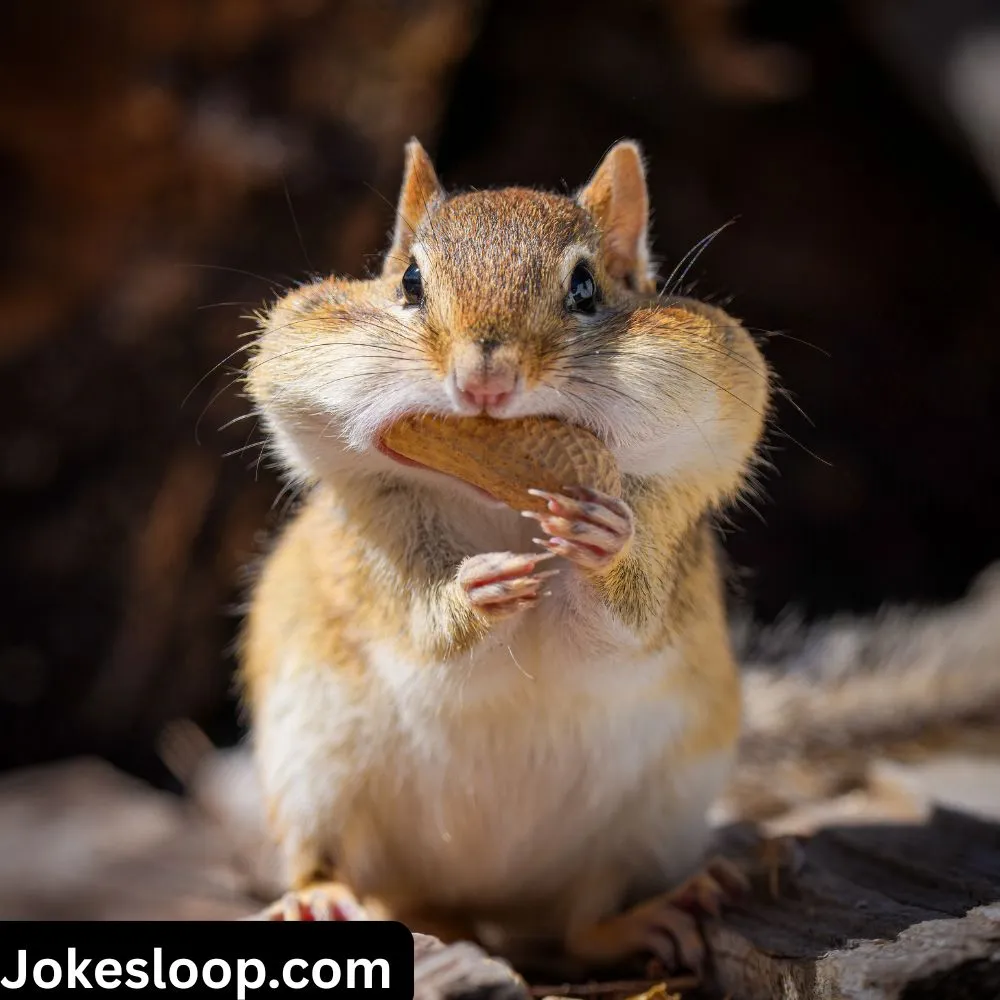 Funny Peanut Puns
