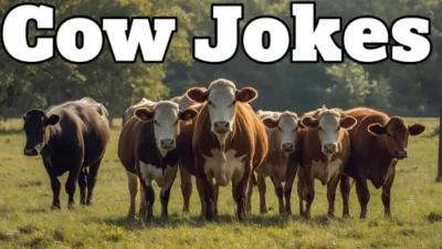 Cow Jokes
