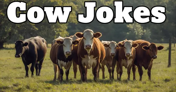 Cow Jokes